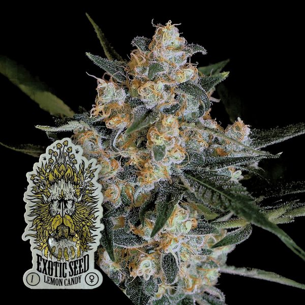Exotic Seeds Lemon Candy