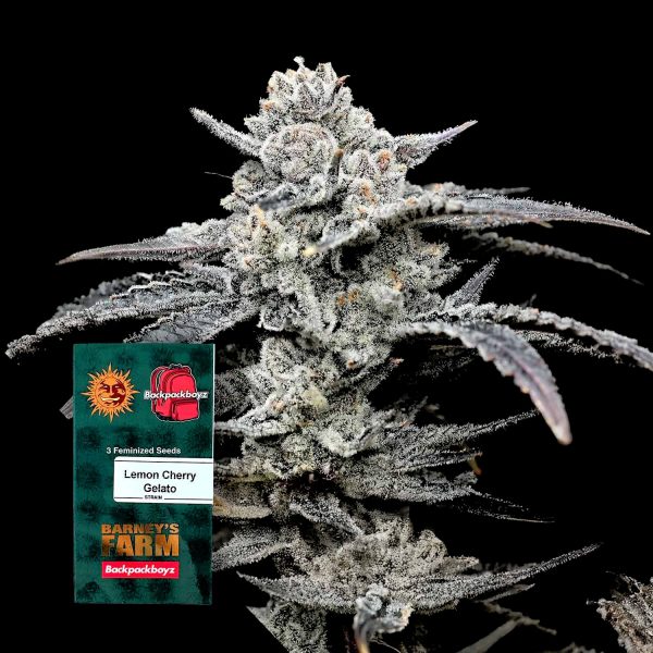 Barneys Farm Lemon Cherry Gelato
