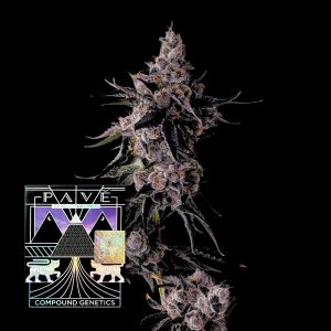 Lemon Cherry Pave Feminisierte Cannabis Samen Compound Genetics