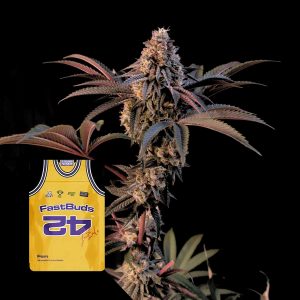 Lemon Cherry Runtz Fem 420 Fast Buds