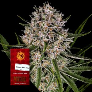 Lemon Haze Auto Barneys Farm