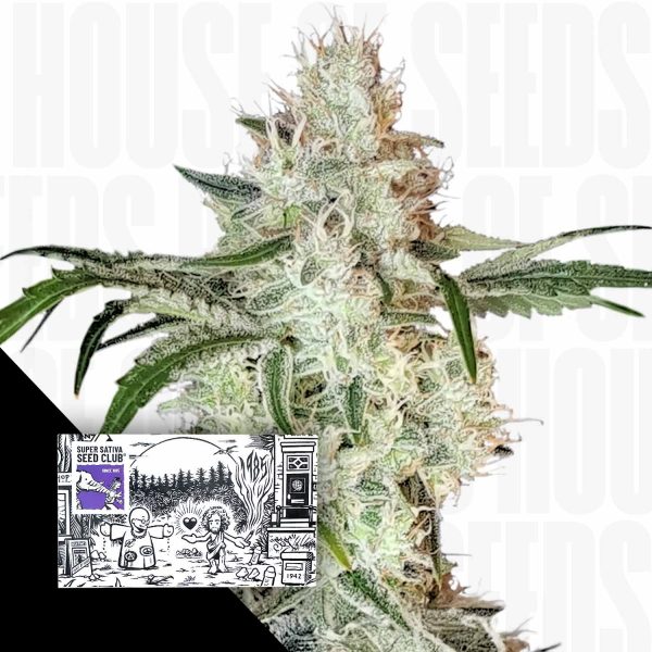 Super Sativa Seed Club Lemon O.G.