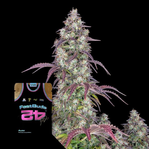 420 Fast Buds Lemon Pie Auto