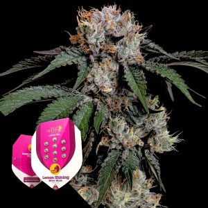 Lemon Shining Silver Haze Royal Queen Seeds