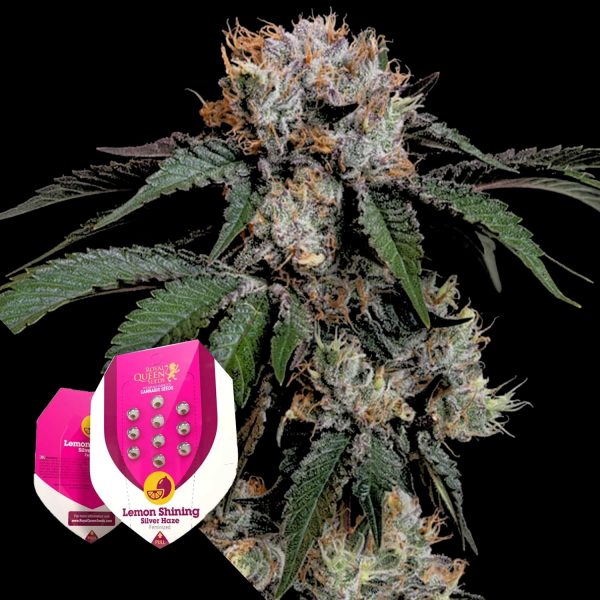 Royal Queen Seeds Lemon Shining Silver Haze