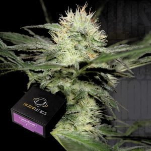 Lemon Sorbet Silent Seeds