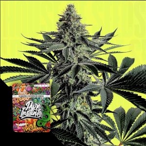 Lemon Storm Puro Instincto