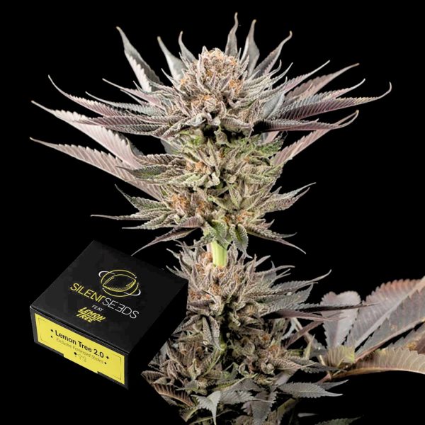 Silent Seeds Lemon Tree 2.0