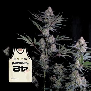 420 Fast Buds Lemon Tree Auto