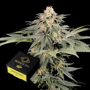 Lemon Tree Fast Silent Seeds
