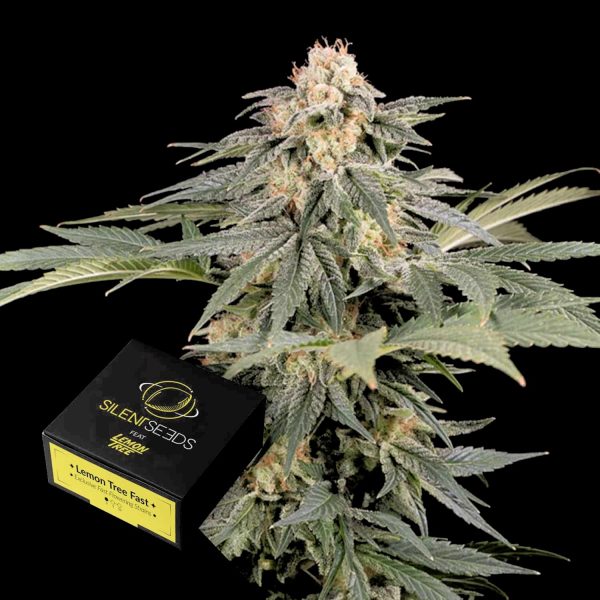 Silent Seeds Lemon Tree FAST