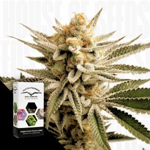 Lemon Z Dutch Passion