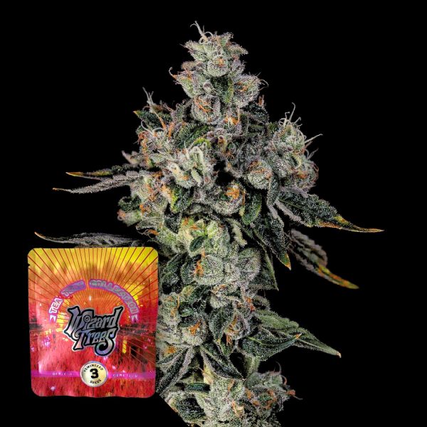 Wizard Trees L.i.i.t