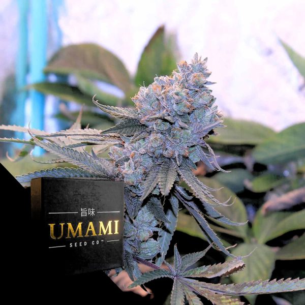 Umami Seeds Lime Suki