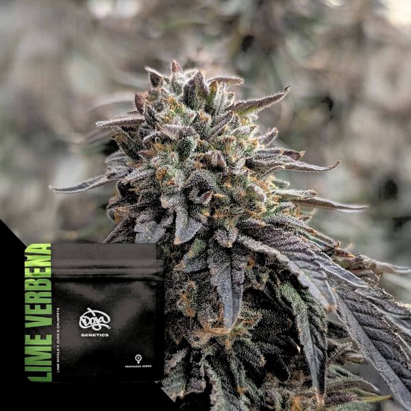 Doja Lime Verbena