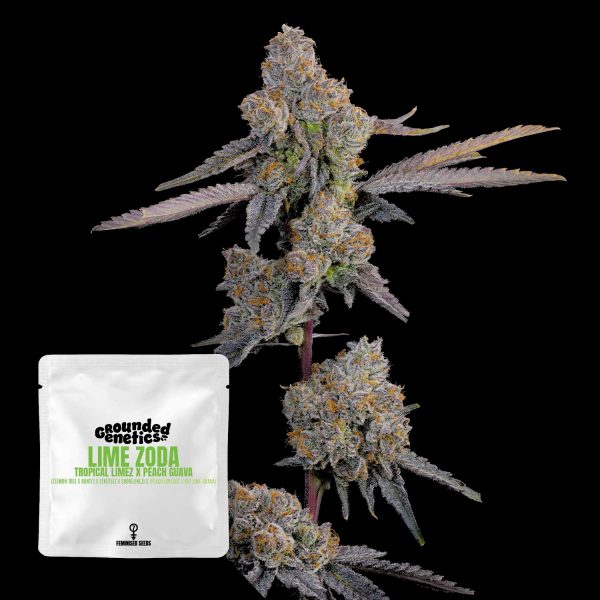 Grounded Genetics Lime Zoda