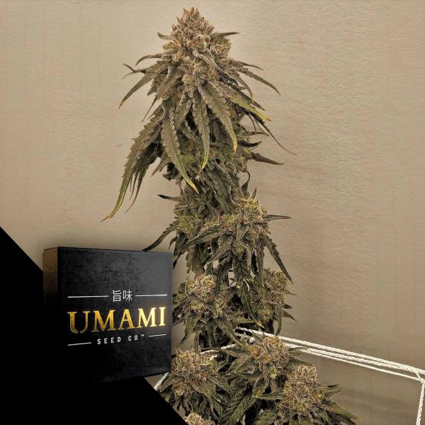 Umami Seeds Liquid Lime