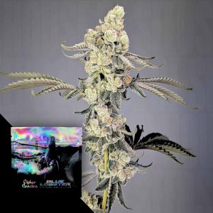 Lobzter Cipher Genetics