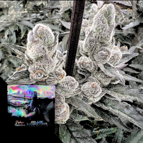 Cipher Genetics London Lobster