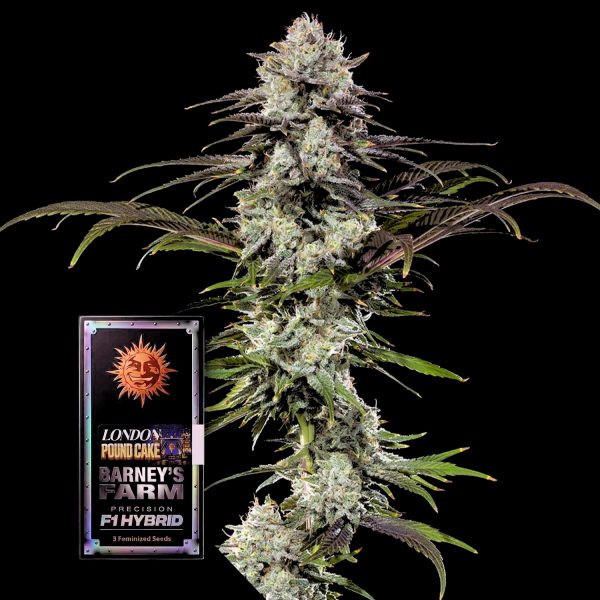 Barneys Farm London Pound Cake F1