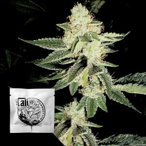 Louis Xiii Og Cali Connection