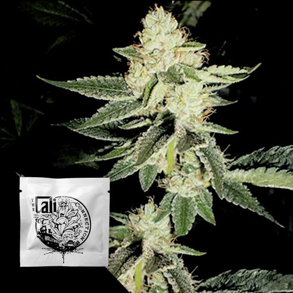 Cali Connection Louis XIII OG