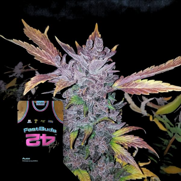 420 Fast Buds LSD-25 Auto
