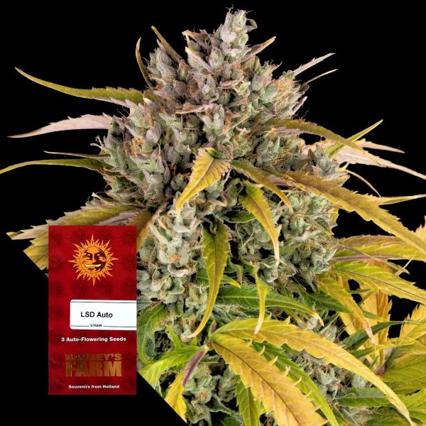Barneys Farm LSD Auto