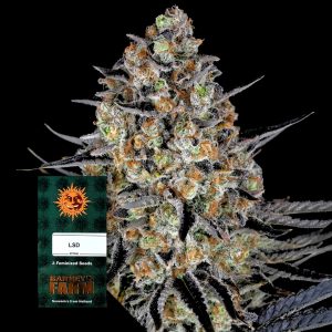 Lsd Barneys Farm