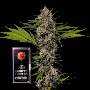 Mac 1 F1 Barneys Farm