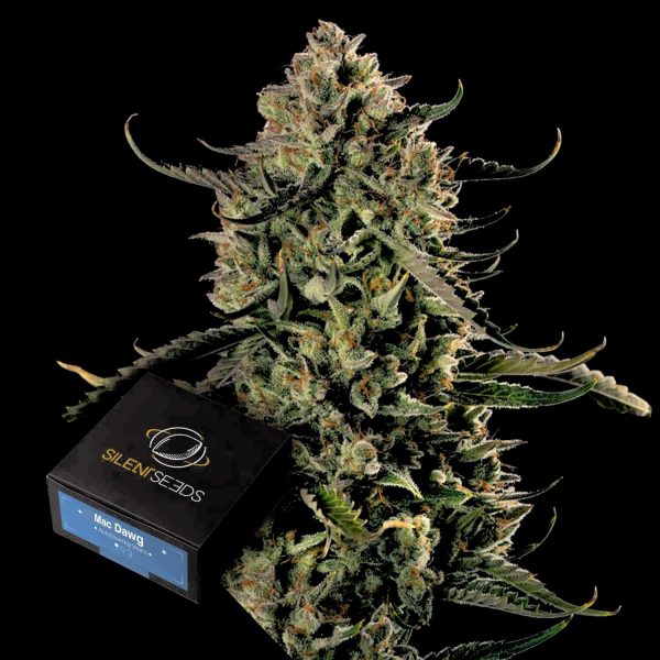 Silent Seeds MAC Dawg XXL AUTO