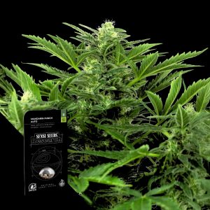 Madarine Punch Auto Sensi Seeds