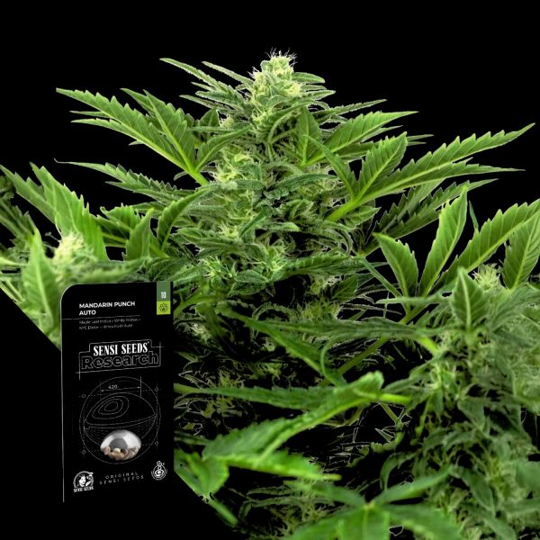 Sensi Seeds Madarine Punch Auto