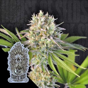 Malawi White Truffle Exotic Seeds
