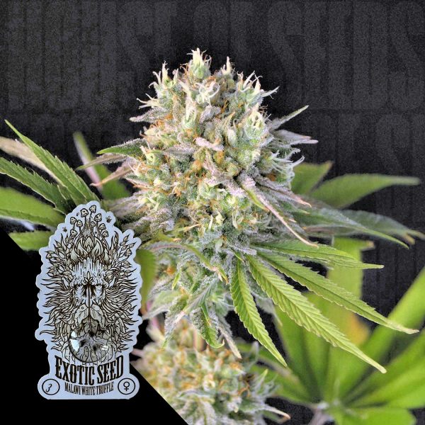 Exotic Seeds Malawi White Truffle