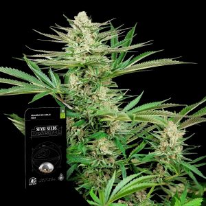 Malibu Og Gold Sensi Seeds