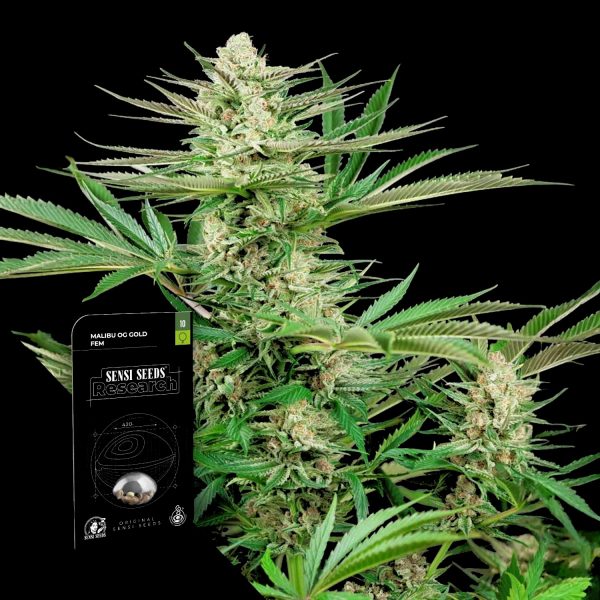 Sensi Seeds Malibu OG Gold