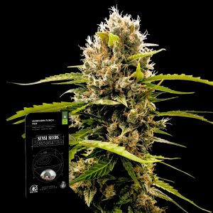 Mandarin Punch Sensi Seeds