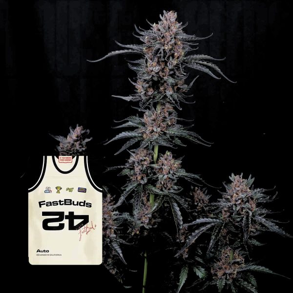 420 Fast Buds Mango Cherry Runtz Auto