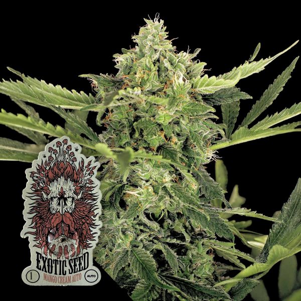 Exotic Seeds Mango Cream Auto