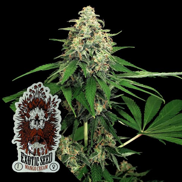 Exotic Seeds Mango Cream