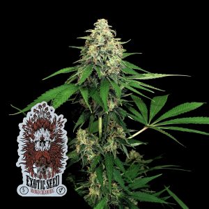 Mango Cream Reg Exotic Seeds