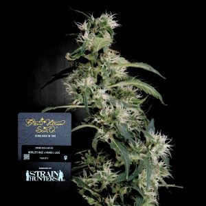 Mango Haze Auh2 Green House Seeds
