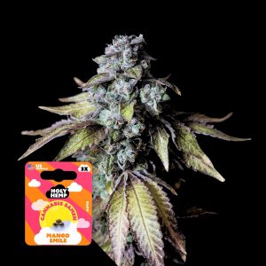 Mango Smile Auto Holy Hemp
