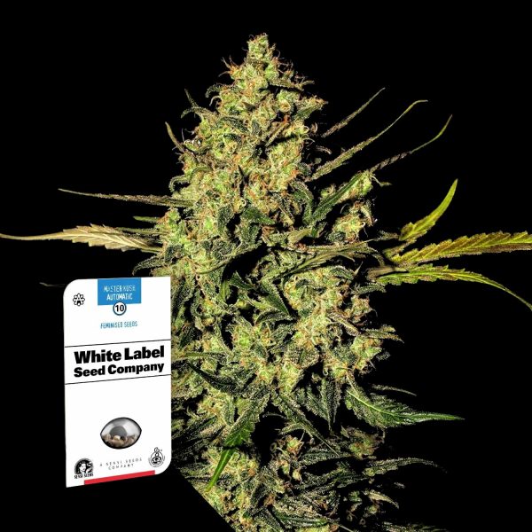 Sensi Seeds Master Kush Auto