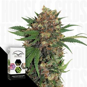 Master Kush Dutch Passion