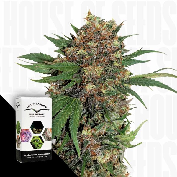 Dutch Passion Master Kush