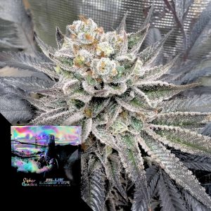 Maui Lobster Cipher Genetics