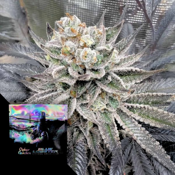 Cipher Genetics Maui Lobster