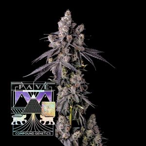 Medellin X Apples N Bananas Compound Genetics